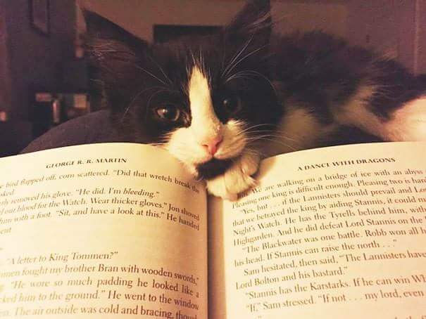 sergiodesiena's tweet photo. ...un buon libro, letto in buona compagnia è tutta un'altra cosa ...💕 https://t.co/MRMRDioqP7
