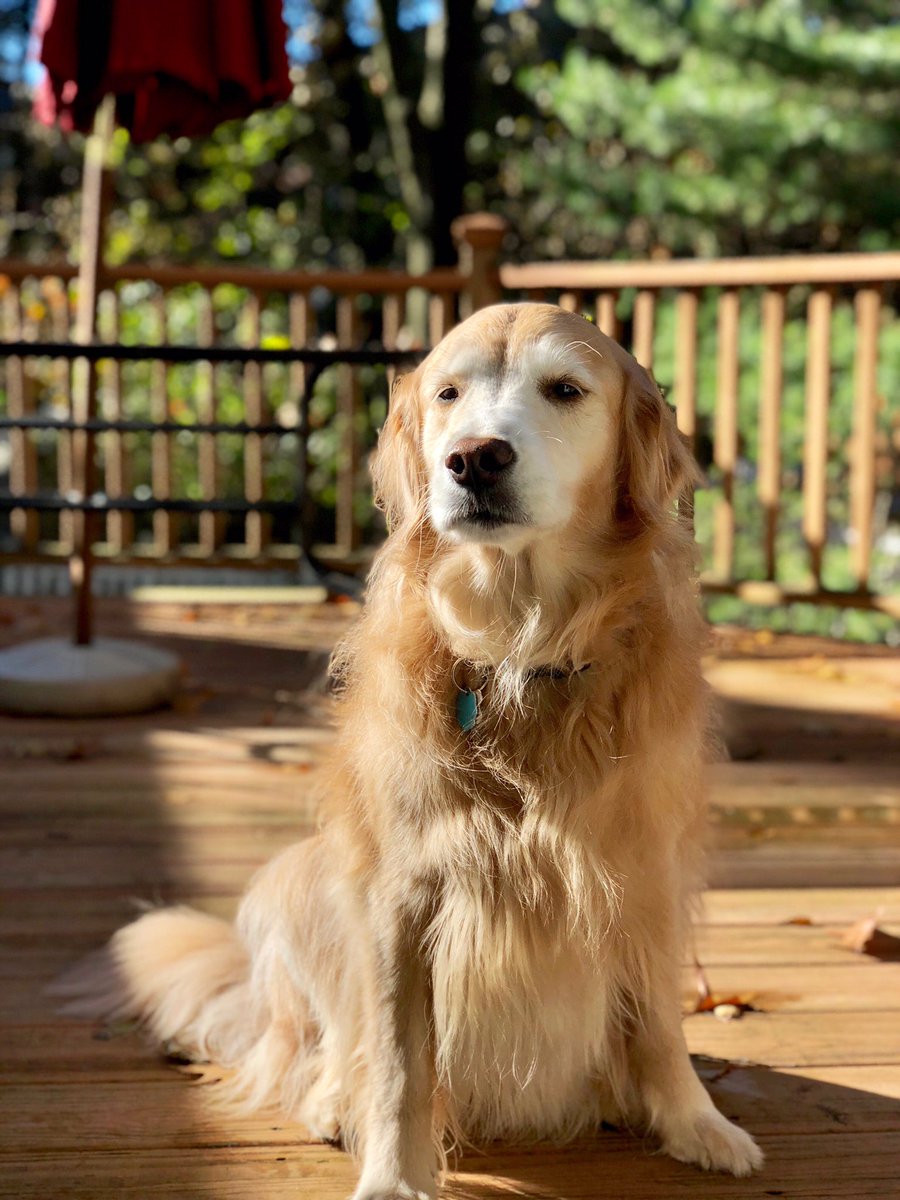 #DogThanking <a href="/Purina/">Purina</a> #dm3kyle