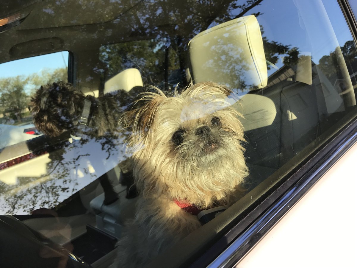CCTurp1990's tweet photo. #DogThanking @Purina https://t.co/RjLtWw9yGf