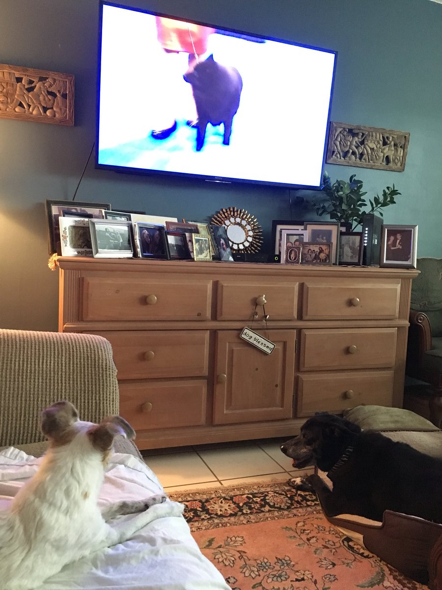 tara_devon's tweet photo. Enjoying the National Dog Show with my old ladies...17 yr old Jack Russell and 15 yr old birthday girl, black lab @Purina #dogthanking #HappyThanksgiving #DogLover https://t.co/g88S5siYnp