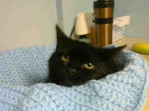 PetCuriousPets's tweet photo. https://t.co/Hs6nyfamVs

#CatsForAdoption #PetCurious #PetsForAdoption #AnimalsForAdoption #ShelterPets #ShelterAnimals https://t.co/3Vjb4JnQ65