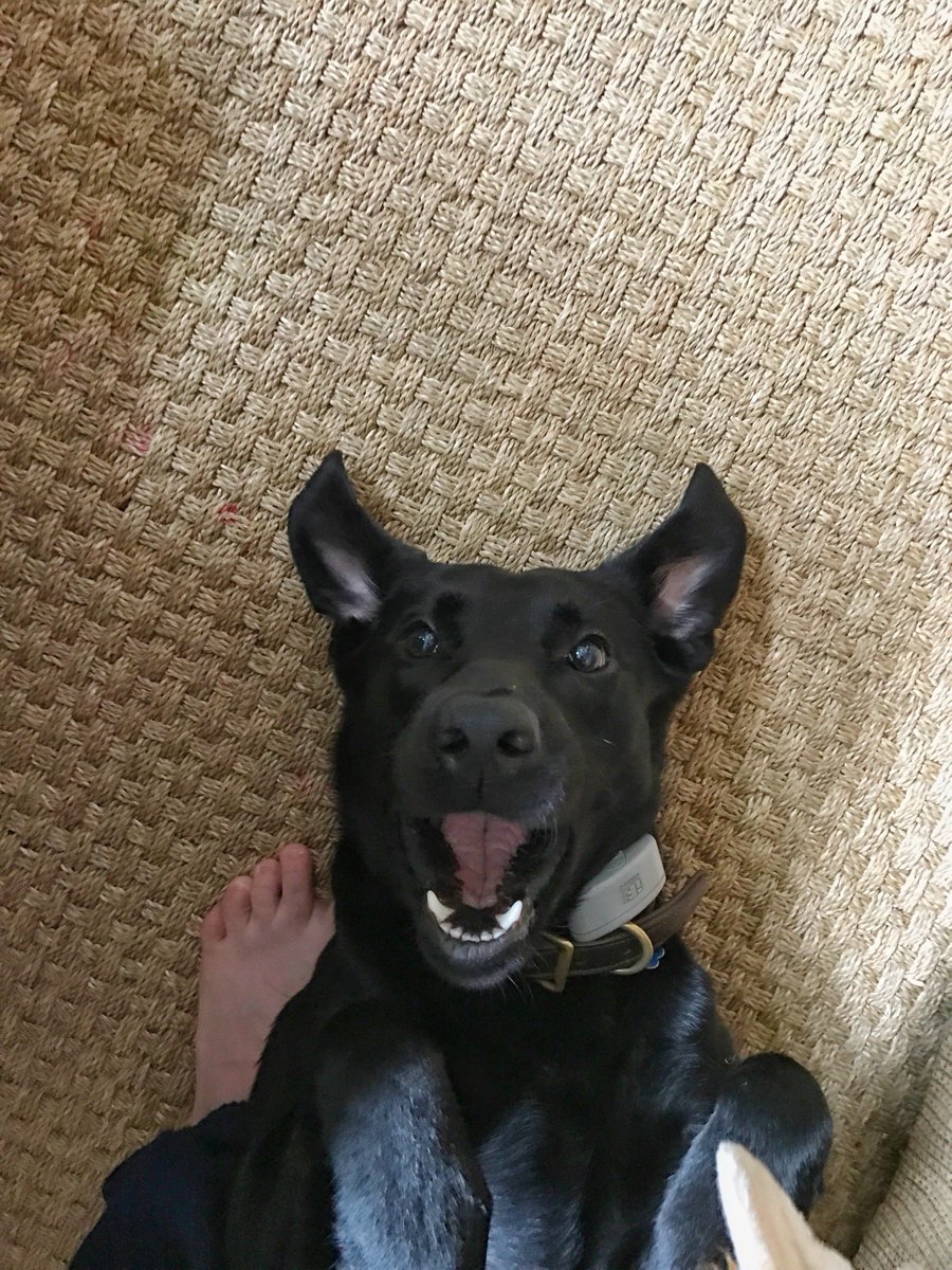 CCTurp1990's tweet photo. #DogThanking @Purina https://t.co/A7sANPmT1W
