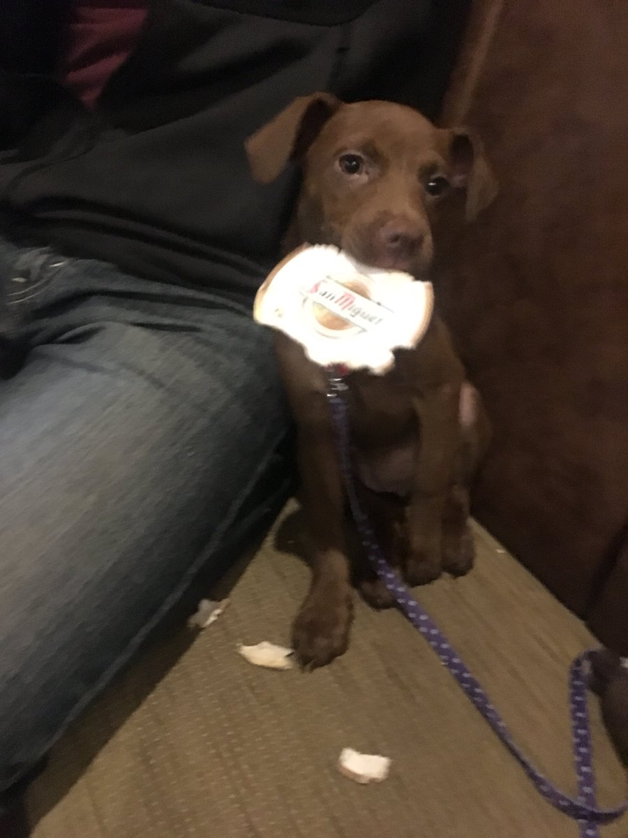 missbroons's tweet photo. @SanMiguel_UK Our puppy, Poppy enjoying a munch on a San Miguel at the pub! https://t.co/YQagI3Kk76