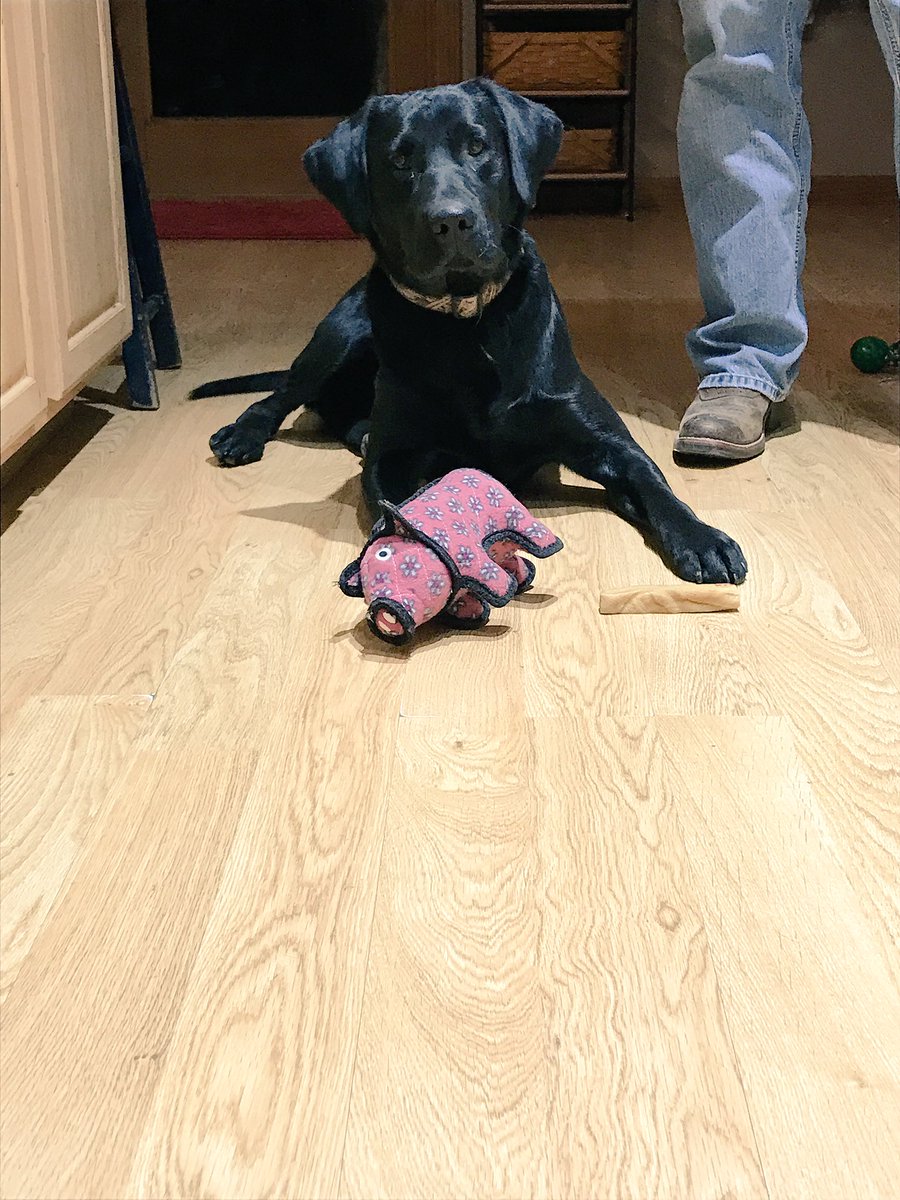 emmybonderer's tweet photo. @Purina #DogThanking he loves us as much as we love him. https://t.co/lMSz17LML3