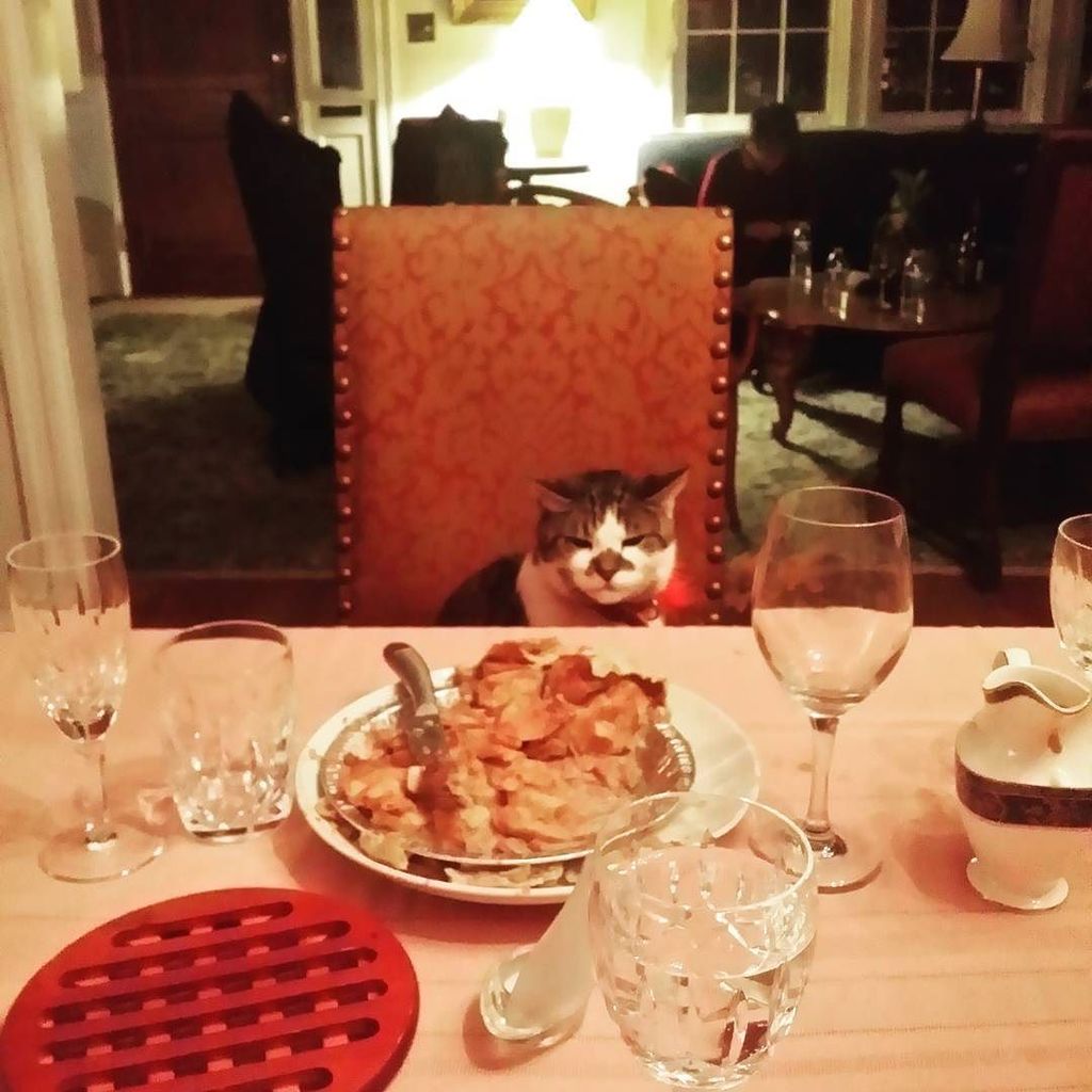 Joseph_Santoro's tweet photo. I can haz #dessert meow? #tbt to last #thanksgiving.

#happythanksgiving #throwbackthursday #thanksgiving2016 #throwback #thanksgiving2017 #givethanks #thankful #thankfulfor #pie #thanksgivingdinner #thanksgivingdessert #applepie #thanksgivingday #cuteov… https://t.co/NfjV4vNQaS https://t.co/9wKDrrlXrE