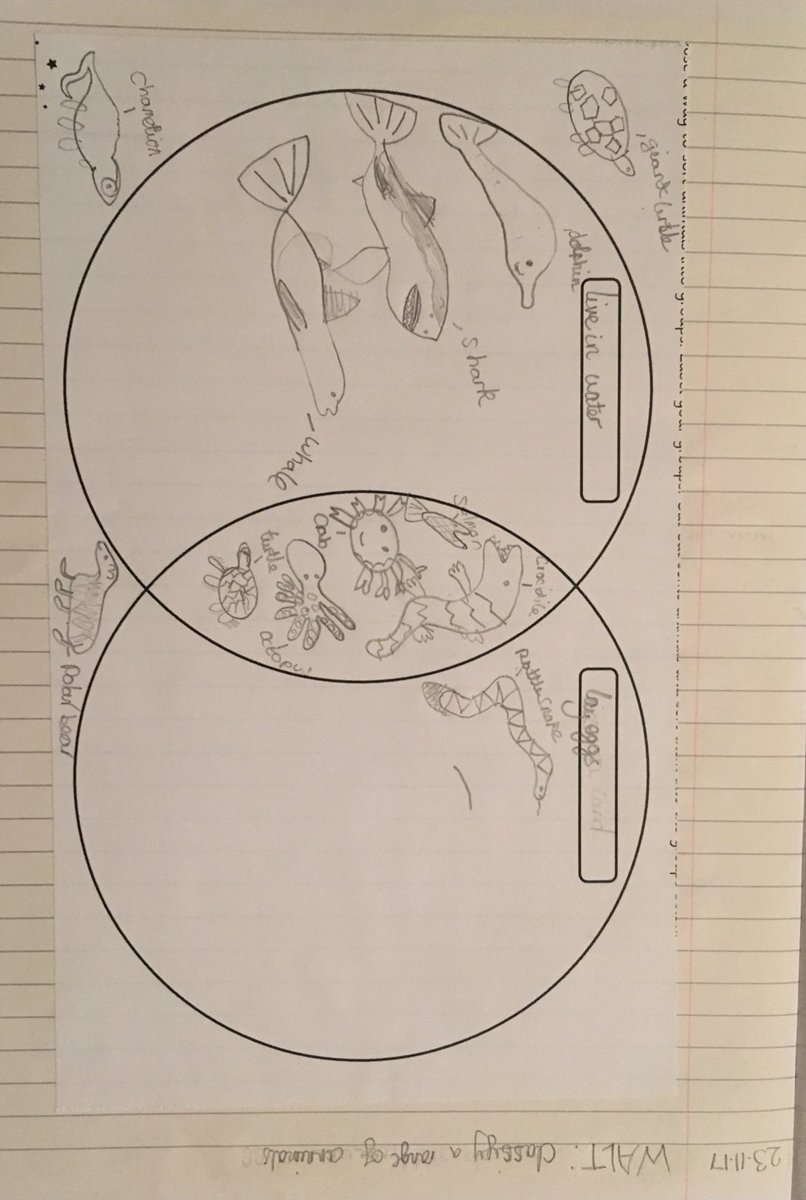 MissRJRiley's tweet photo. My class of scientists were given a task: show me how much you have learned about animal classification. Some great mini-projects were produced...I also found out that polar bears lay eggs and ducks have arms. #scienceassessment https://t.co/3eRgHo7dUh