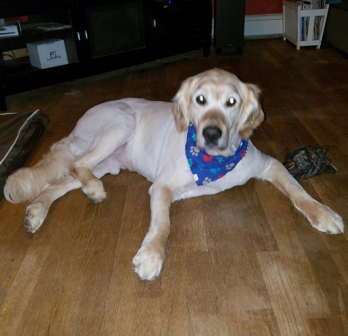 Barbelina's tweet photo. So thankful for my rescue Harvey,unconditional love #DogThanking@purina https://t.co/ALdBosA8f3