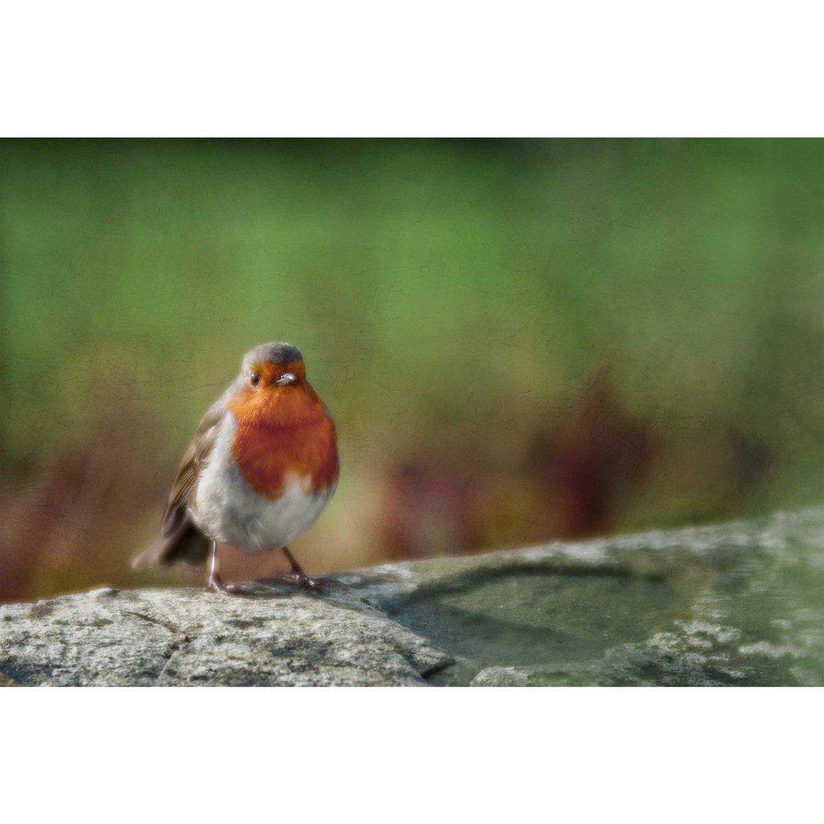 joolshenshaw18's tweet photo. When you see a robin in your garden it's someone from heaven just calling to say "Hello" #robinredbreast #specialbird #memories #christmas #lensbaby #velvet https://t.co/CMOVJ3C34U