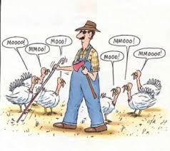 scottiebateman's tweet photo. Happy Thanksgiving to my followers in the USA. I wish you all a lovely holiday, thank you for your interactions and I hope I survive the โchopโ in the next year by being engaging, funny and interesting. #Thanksgiving2017 #FakeCows ๐คช๐ค https://t.co/Gj1O291JfV