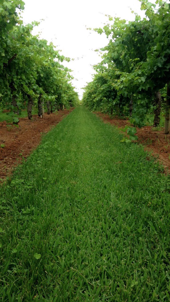 tristanmsmith91's tweet photo. Vineyard aesthetics on point 👌 crimson seedless shaping up nicely in robinvale https://t.co/cUx7VpsZct