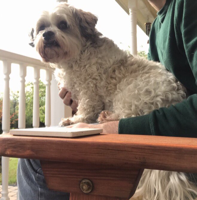 Sean_Houlahan's tweet photo. Our dog Lexi has been missing from the Sugar Loaf/Warwick area since 11/20, she is about 20lbs and only has a flea collar on. PLEASE if anybody has seen her or knows somebody who has let me know. Thanksgiving isn't the same without my friend 😢 RT if you're from the area. https://t.co/tLd9hn33fS