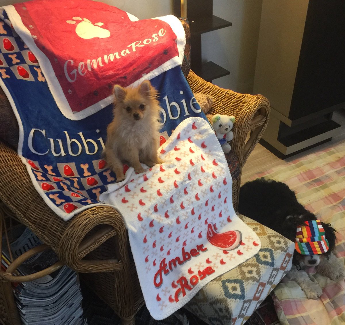 alice6961's tweet photo. #DogThanking @Purina Thankful for my family of CubbieCubbie, Gemma Rose and Amber Rose that at 70 yrs I am so healthy and can kick it everyday with my pups https://t.co/5NuEB9v6Tu