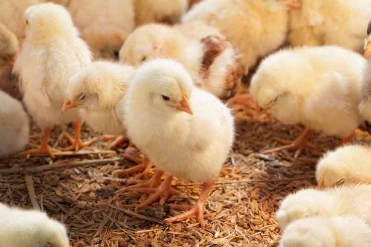 barnhealth tweet picture
