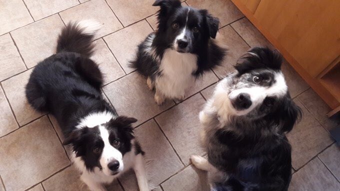 'Ban Electric Shock Collars in #Scotland' Pls sign &amp; share this important petition: change.org/p/the-scottish… #BanElectricShockCollars