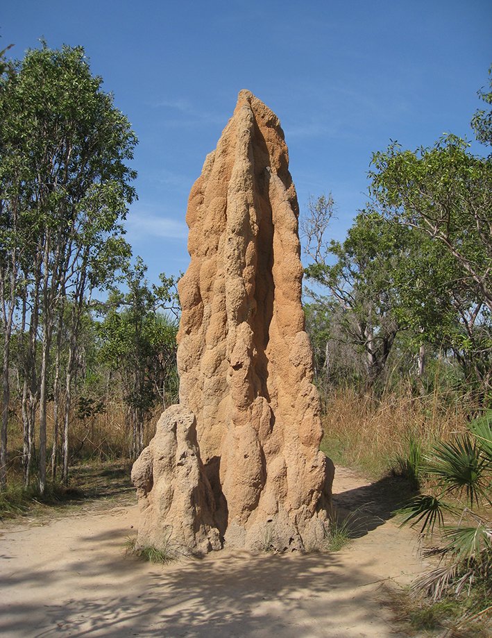 perform_anipro's tweet photo. #FriFact: The termite mounds that can be found in Australia are the tallest animal-made structures on Earth https://t.co/QPOV3CXje1