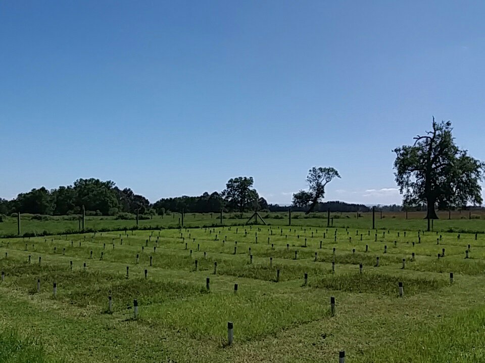 Curva respuessta a dosis creciente de N con urea, AMINTEC, purin y purin acidificado en pradera.....