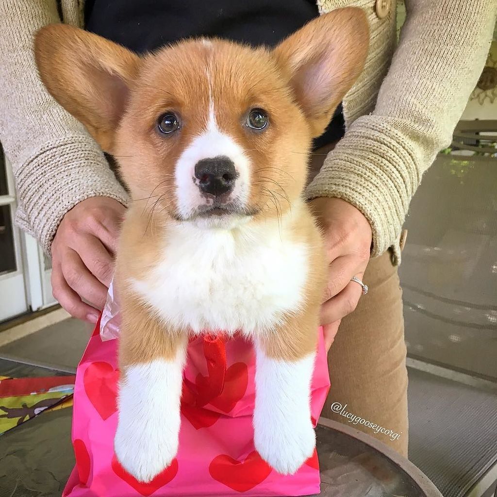 corgi_zero's tweet photo. Thanksgiving pro tip number 761: Always bring a gift for your hostess, even if it is only the gift of your joy and thankfulness! 💕

Reposted from Sorta-Sisfur @lucygooseycorgi. 
#Thankful #BePresent #PresentingLucy #ShareJoy #CutenessOverload #TooCut… https://t.co/yIcgAxteM3 https://t.co/wgnHBX6oAW