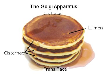 OG____Golgi's tweet image. Happy Thanksgiving Everyone! So thankful for this cell food. #golgigang