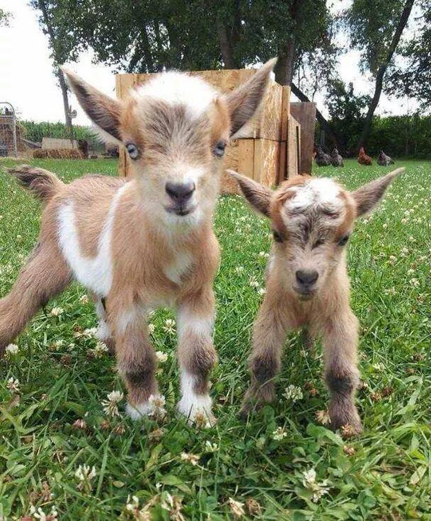 MUNFLA_Archive's tweet photo. "Goats coming down from the hills signify coming rain" @FolkloreThurs
Citation: MUNFLA FLCQ 66/7 VII, 2 https://t.co/RecmSXpero