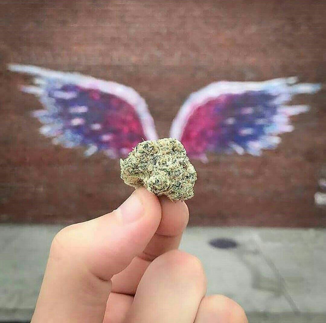 oBrisadao's tweet photo. Maconha lhe dá asas... https://t.co/zr0P7gFNSh