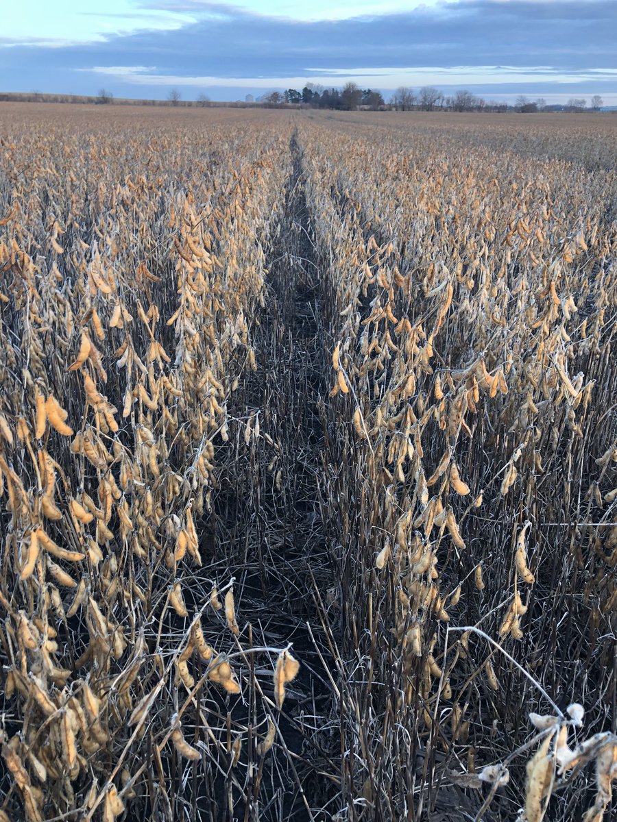 CallfarmsCall's tweet photo. Got pissed cause the straw wouldn’t dry to bale so cleaned out seed wagon/planter #doublecrops https://t.co/HPR4X06OM8