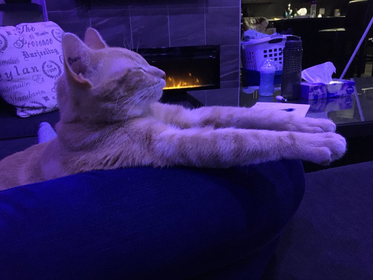 WrigleyTheKitty's tweet photo. Even supercat needs to rest once and a while... #supercat https://t.co/m8tYW38W2j