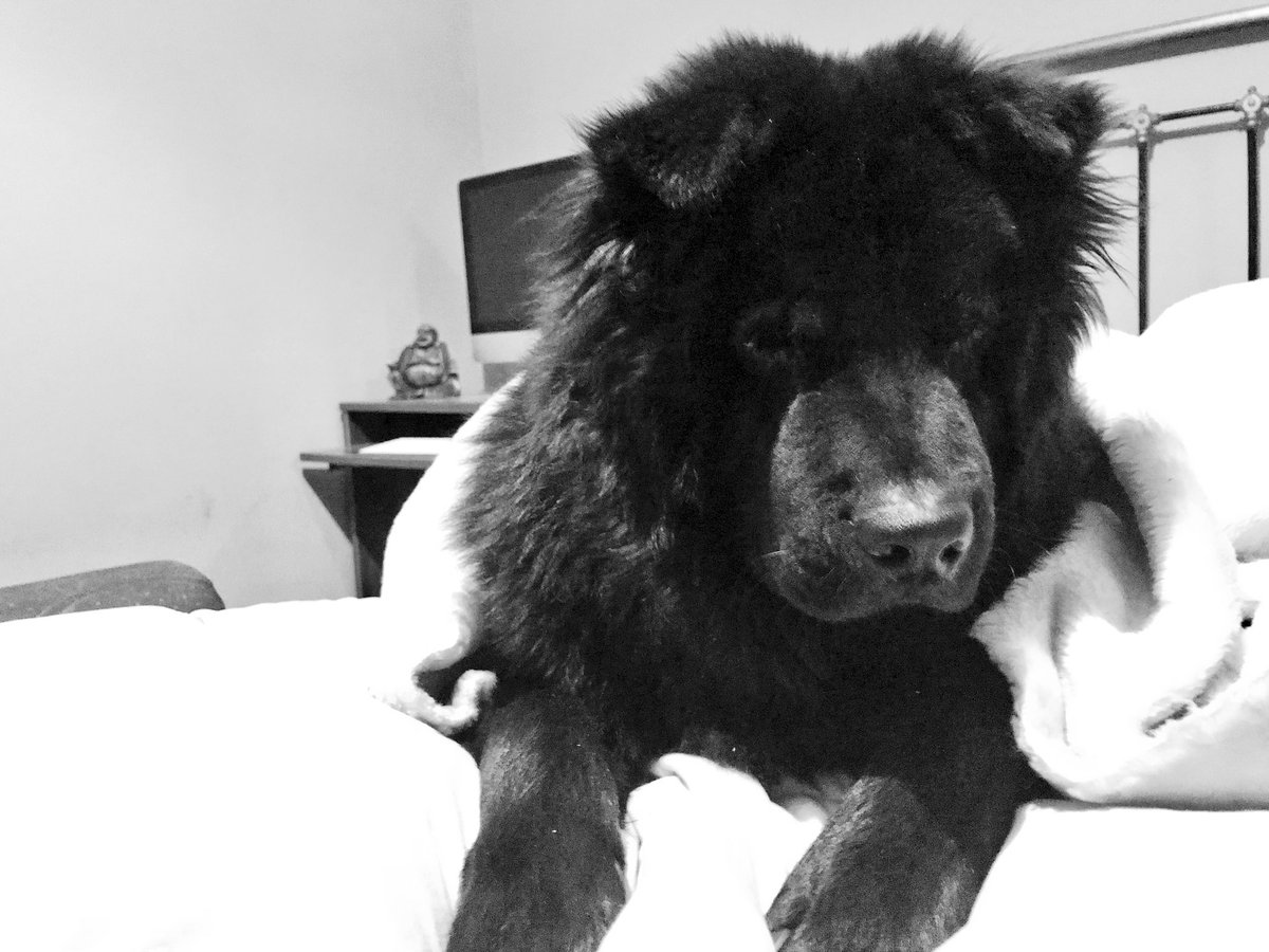 mariacanow2's tweet image. Mi ñiño me roba el corazón... y mi cama! #chowchowRollo #chowchowblack #chowchowpuppy