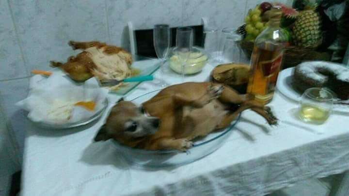 Vendo leitão🐷🐷 pro natal🎅🏽,quem não entender de leitão não atrapalha minha venda. Tchau Obrigado! !😁😁