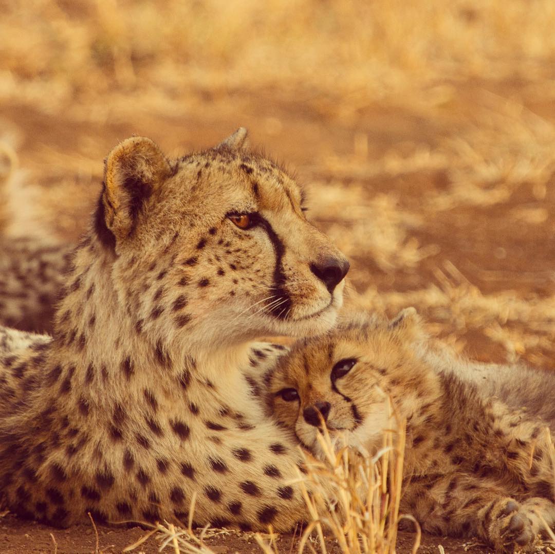 southafricauk's tweet photo. Did you know that in KwaZulu-Natal the best time for game viewing in its parks is from November to January? It's time to book your once-in-a-lifetime holiday to South Africa! Fantastic photo by @barry_peiser https://t.co/ghvOBmX34S