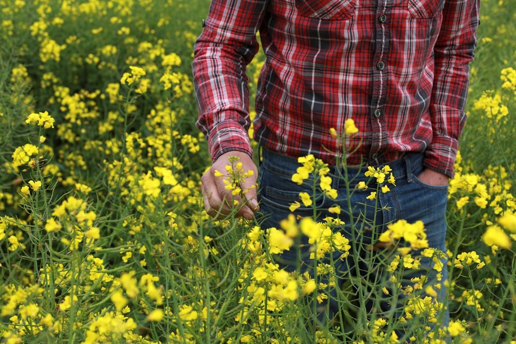 FarmersOfTheUK's tweet photo. We plant bird &amp; pollinator mixes across our land parcels. We've recently taken part in a project by @UniofExeterESI who've developed a computer model 'BEEHAVE' that can predict bee colony numbers &amp; bee populations based on farmers considered crop choices and locations. @Ec0l0gy https://t.co/fONBWgtwyk