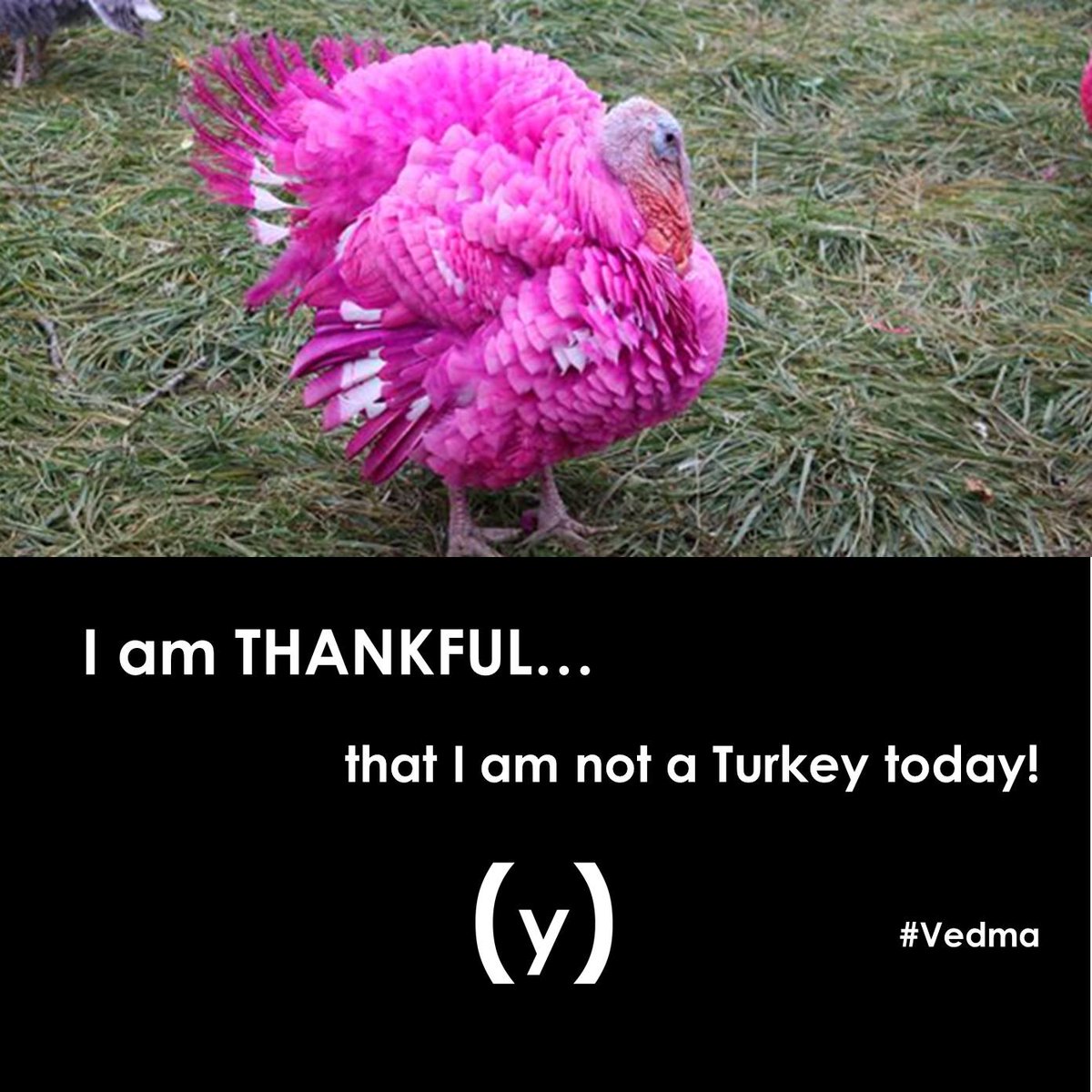 thesyndromemag's tweet photo. #TheSyndromeMag #Syndromena #SatireforWomen #Thanksgiving #Turkey https://t.co/Ttbq6qMKPG