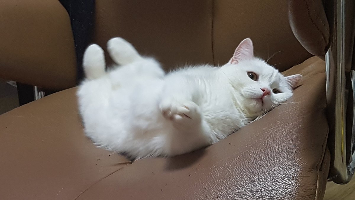 모모리 tweet media