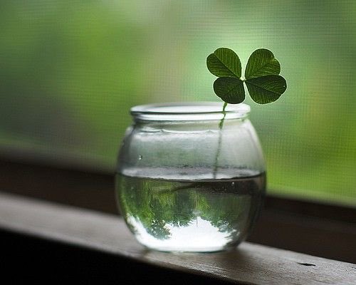 fourleaffilms's tweet photo. Thankful for the simple things #Thanksgiving #gratitude #fourleafclover https://t.co/89DvWEwYv3