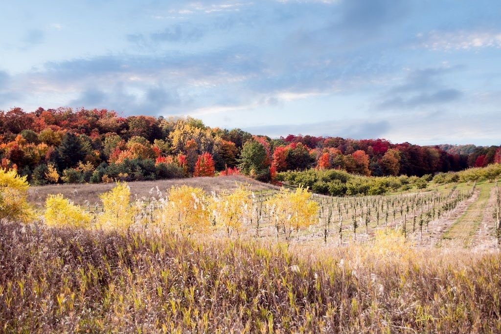 Discovering_Mi's tweet photo. Old Mission Peninsula, Traverse City during Fall 😍 #ShortBreak #DiscoveringMichigan 

Photo Credit: Fran Smith https://t.co/jpreYkV7yq