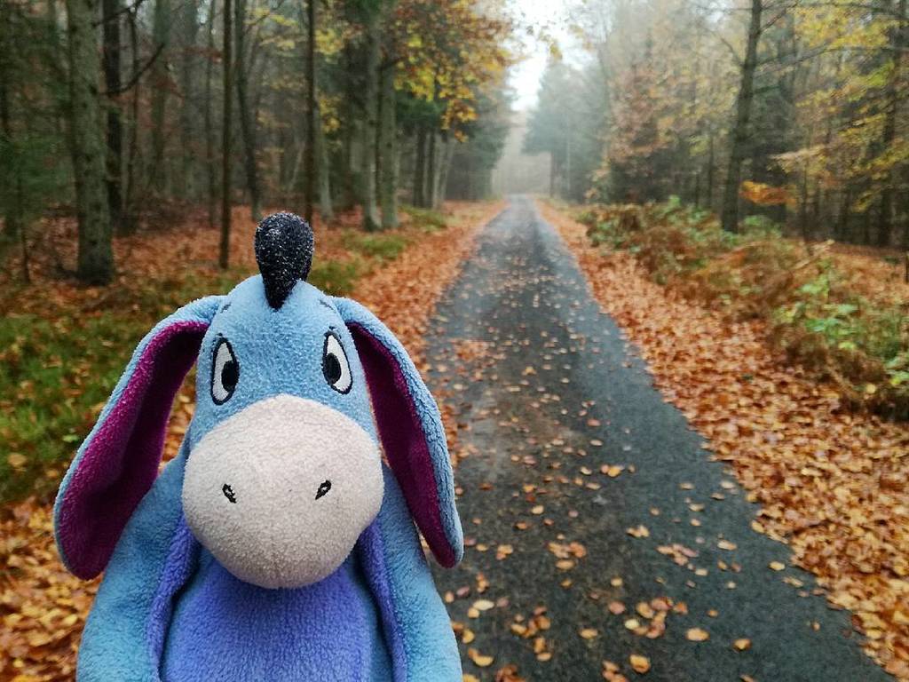 PlushFriendsCZ's tweet photo. Donkey on the road full of leaves 🙂🍂 #ijacek #eeyore #oslik #donkey #plysak #plysaci #toy #toys #plushfriends #stuffedanimal #stuffedtoy #vylet #trip #podzim #autumn #fall #herbst #dolnizleb #usteckykraj #ceskarepublika #czechrepublic #visitcz #dnesc… https://t.co/3EtaKgzBun https://t.co/Wgi7bCvcUs
