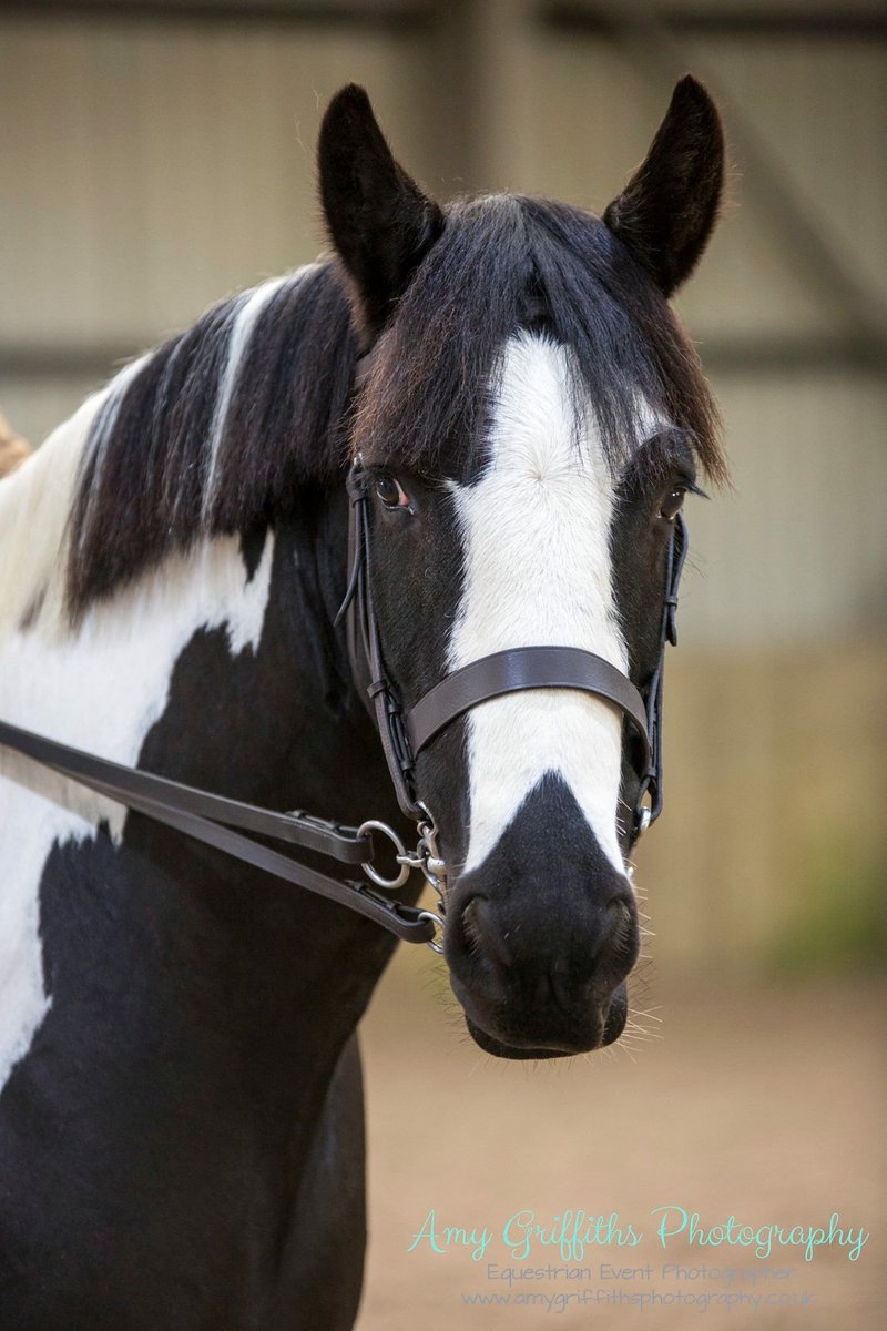 agriffithsphoto's tweet photo. Love this super symmetrical face marking 😍 anyone else’s horse have an unusual marking? X https://t.co/NPjhFLXpCY