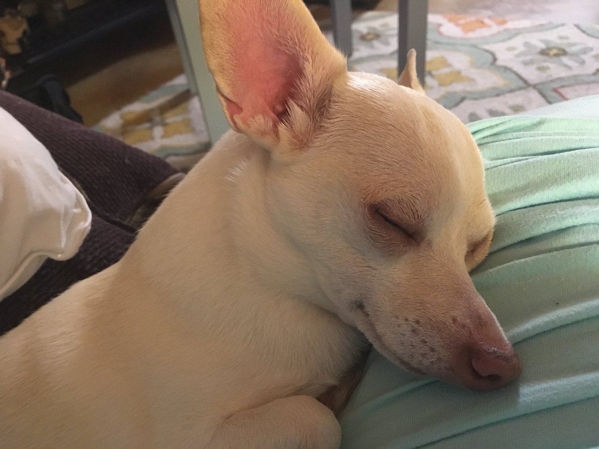 atleighbennett's tweet photo. My very snuggly #Chihuahua &amp; I wish everyone a #HappyThanksgiving https://t.co/SgiHM830df