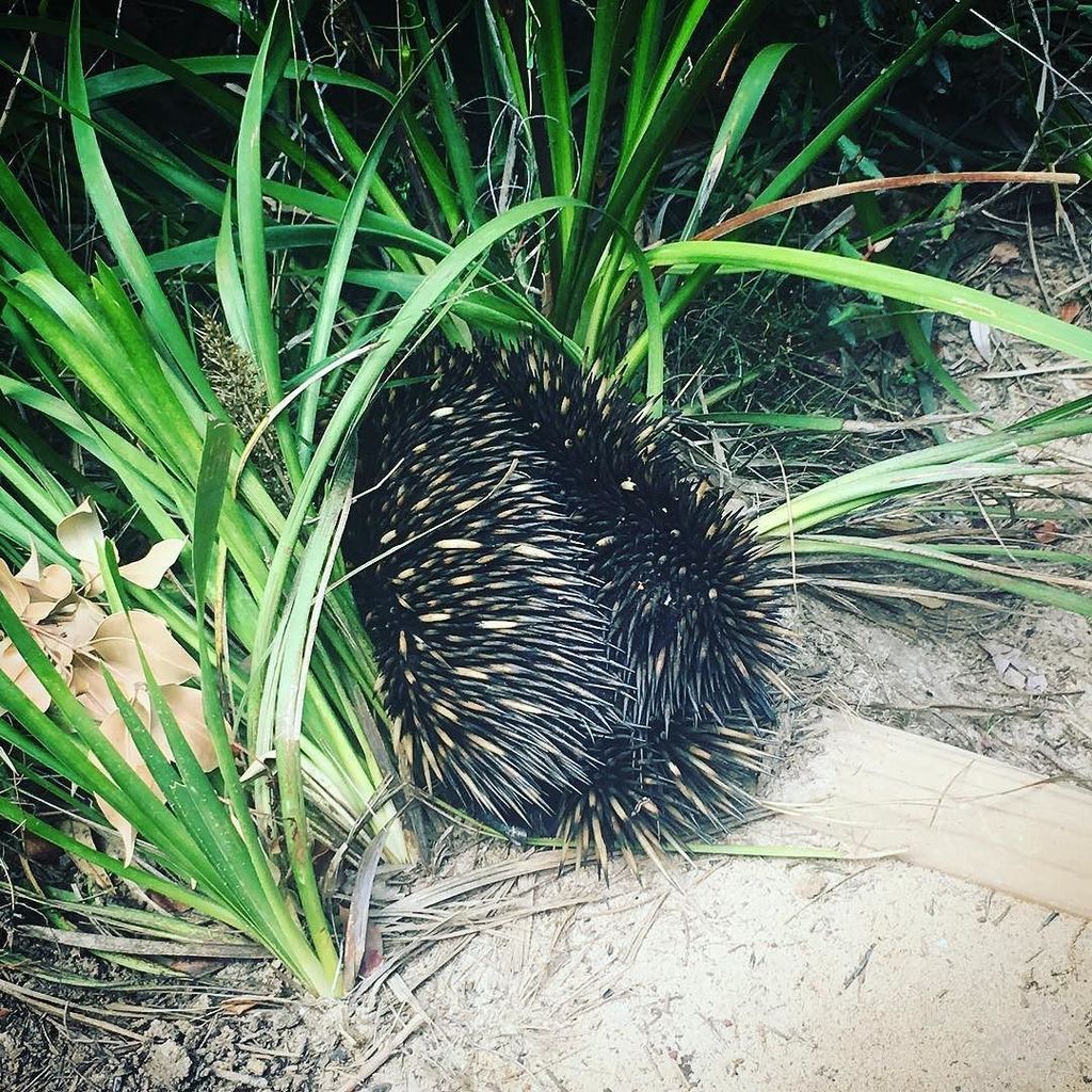 kusashoes's tweet photo. #echidna seen on our #walk. #socool. #Australia #nature #native #grass #fauna #summer https://t.co/1jVFJgxnet #kusashoes_, #flipflops, #summer, #fun, #gift, #beach,@kusashoes_#nature #sky #sun #summer #beach #beautiful #pretty #blue #flowers #tree #beauty #light #photooftheday … https://t.co/1QzZkzc3jg