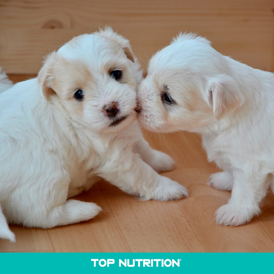 TopNutritionAr's tweet photo. Amor de hermanos. #TopNutrition #SuperPremium https://t.co/BNfz47diyY