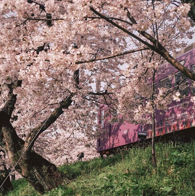 Japan in Spring | by bombyul on Instagram