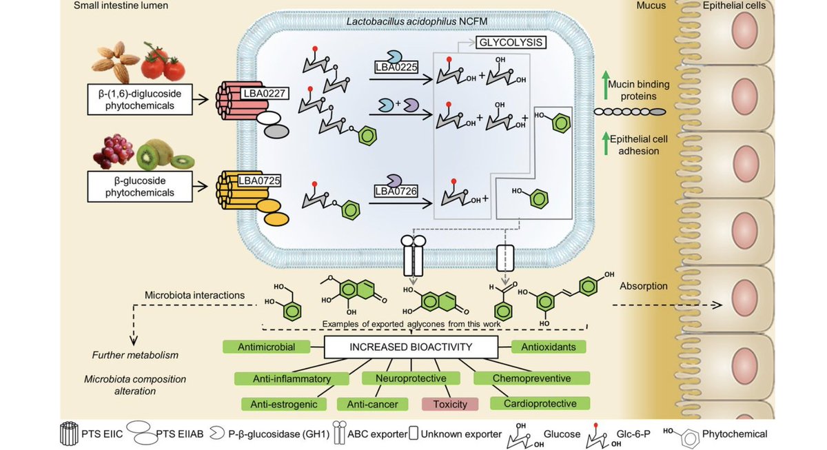 ASMicrobiology's tweet photo. Lactobacilli play important role in bioconversion of dietary plant glycosides, likely influence the human gut microbiome + human host @mbiojournal https://t.co/jM0QsOwWzD https://t.co/Cfmz1Ig3bQ