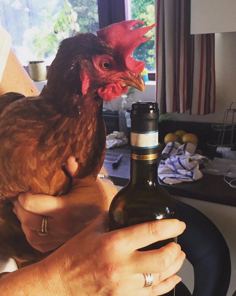 eating_ideas's tweet photo. @elucidateni She is a multi talented bird! Here she is trying wine tasting! belfasthour #31Interactive https://t.co/7iqQPYpbFW