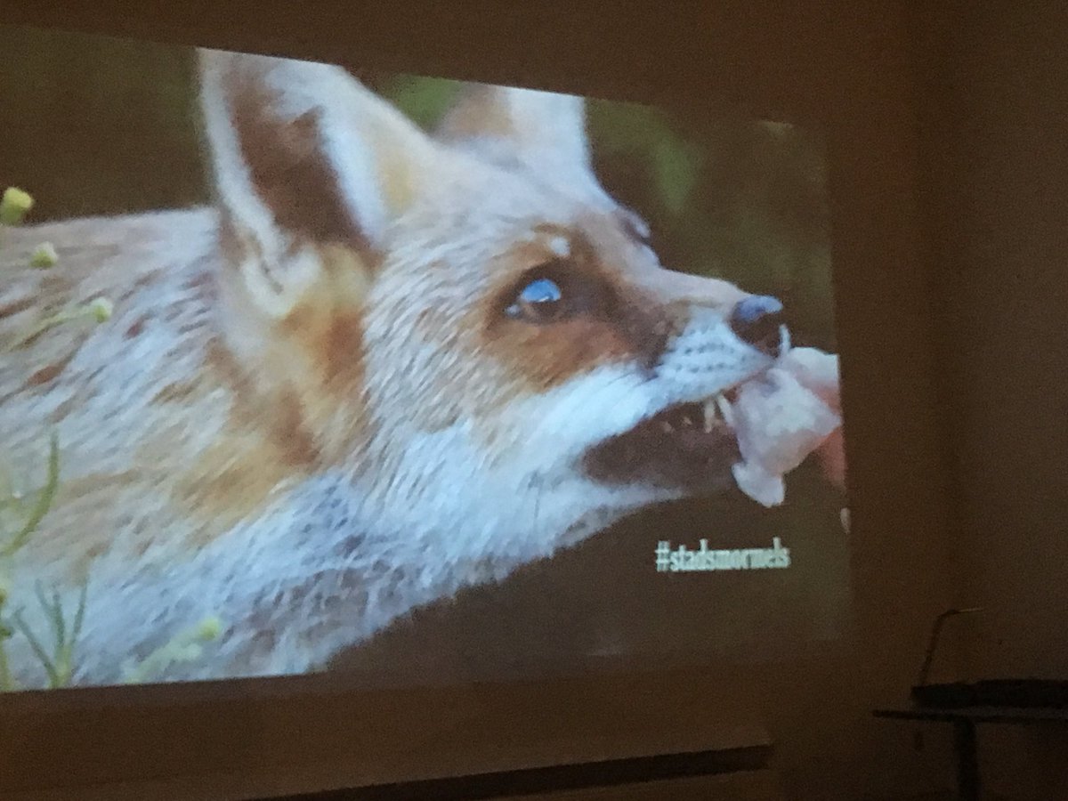 XandraAs's tweet photo. Heerlijk avondje wat mij betreft al gekomen: #stadsmormels aflevering #vossen gezien bij #HouseOfAnimals @AnimalsToday_nl ππ¦ https://t.co/wUBO3ZIUAy