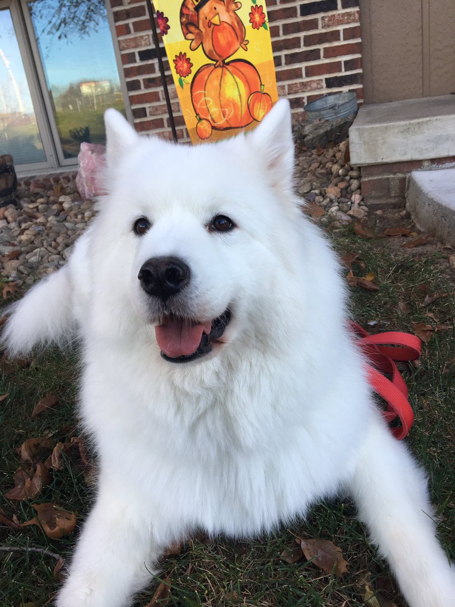 aciurej's tweet photo. Forever thankful for a wonderful family, great friends and not one, but two healthy little babies! 😉 #HappyThanksgiving #DogThanking @Purina @onesassysammy @jhennings25 https://t.co/GimihYtxlC