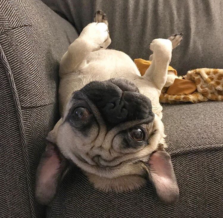 Food coma city. Population: all of us. Happy #thanksgiving everyone!

Photo: @itsshaqthepug