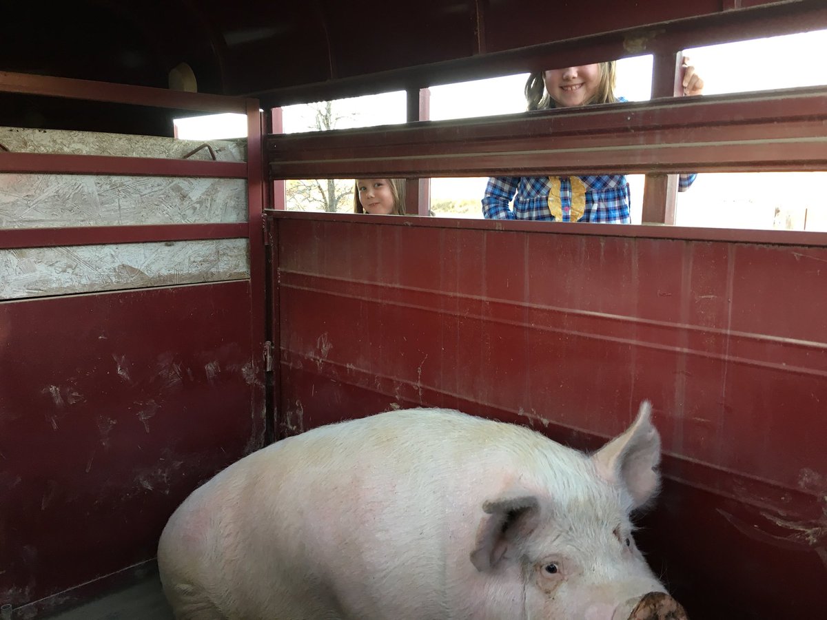 JJK1013's tweet photo. The girls always get an education in #skullbone. They aren’t sure what to think about that hog becoming bacon tomorrow!! Happy Thanksgiving! https://t.co/XdSru4V2u1