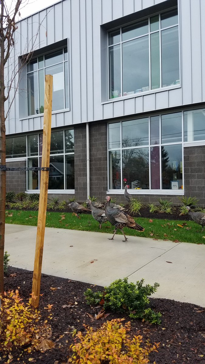 ColonnadeLynn's tweet photo. #TurkeyChasing #TooCoolForSchool (See that one peeking in the window?) 😉 Happy Thanksgiving! https://t.co/4VM2XfTutF