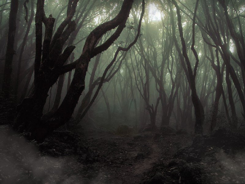 dementiaraecox's tweet photo. #Dark_forest https://t.co/NaCssi3qm9