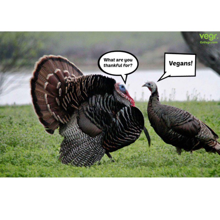 vdogfood's tweet photo. HAPPY THANKSLIVING🦃! At v-dog, we❤️turkeys! Matter of fact, we love ALL animals! That's why we don't use any animal products! We are thankful🙏to all of our pupstomers🐶for helping us save animals like our #turkeyfriends one bowl of kibble at a time!📷: https://t.co/26v0P4uHNF https://t.co/nBmImaktpD