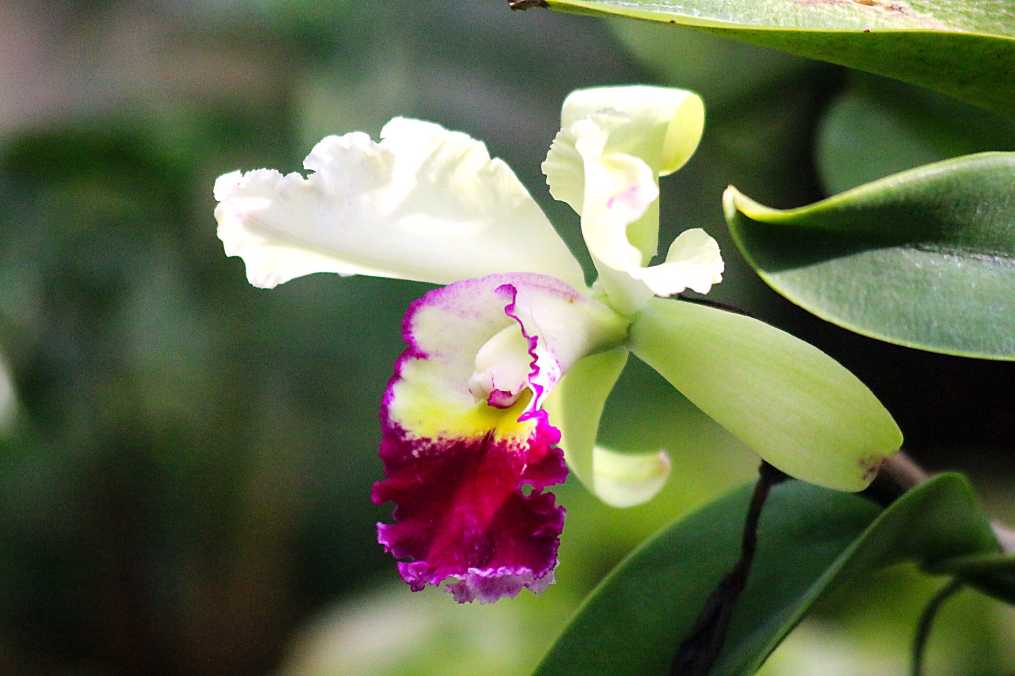 はな言葉 葉菜桜花子 予約開始 きょう11月24日は 進化の日 Evolution Day 東京天文台設置記念日 オペラ記念日 鰹節の日 和食の日 誕生花はカトレア 花言葉は 優美な貴婦人 成熟した大人の魅力 魔力 T Co Iwge8qhpdo Twitter